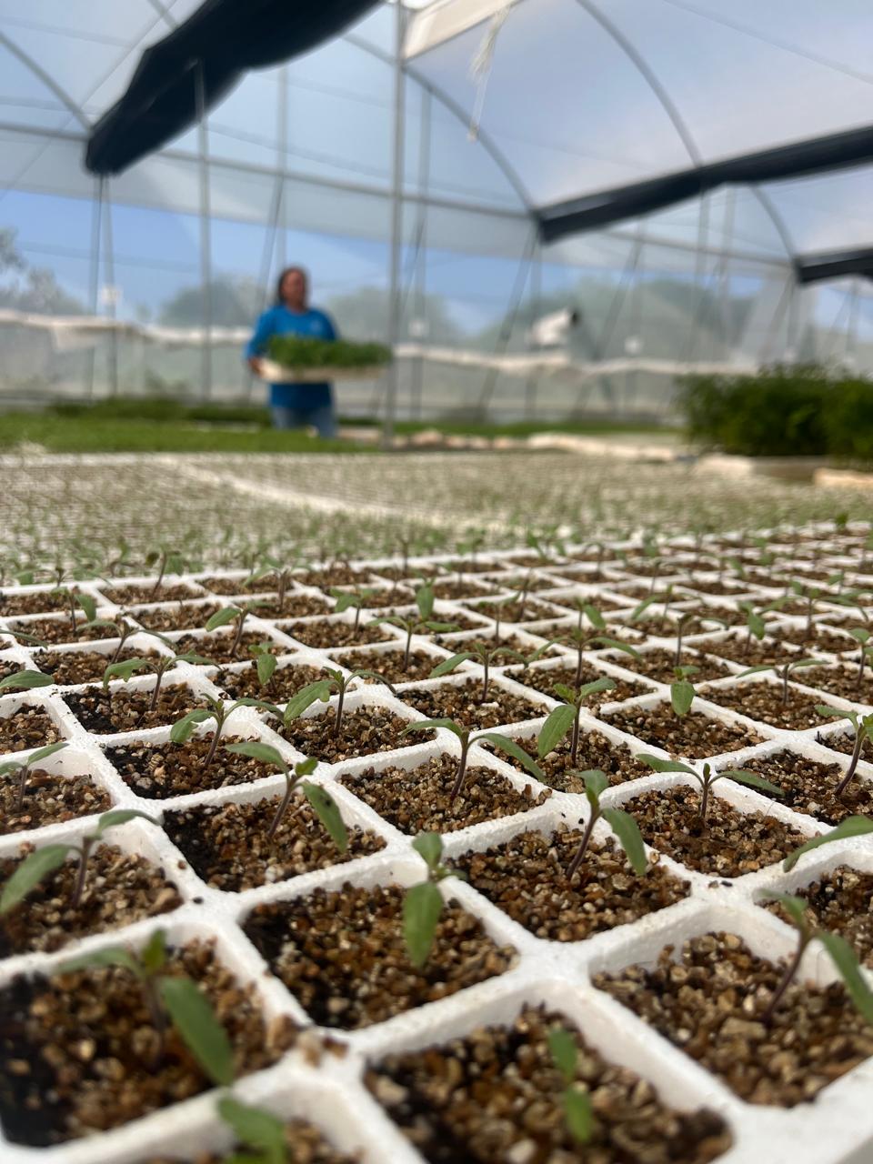 Producción de injertos