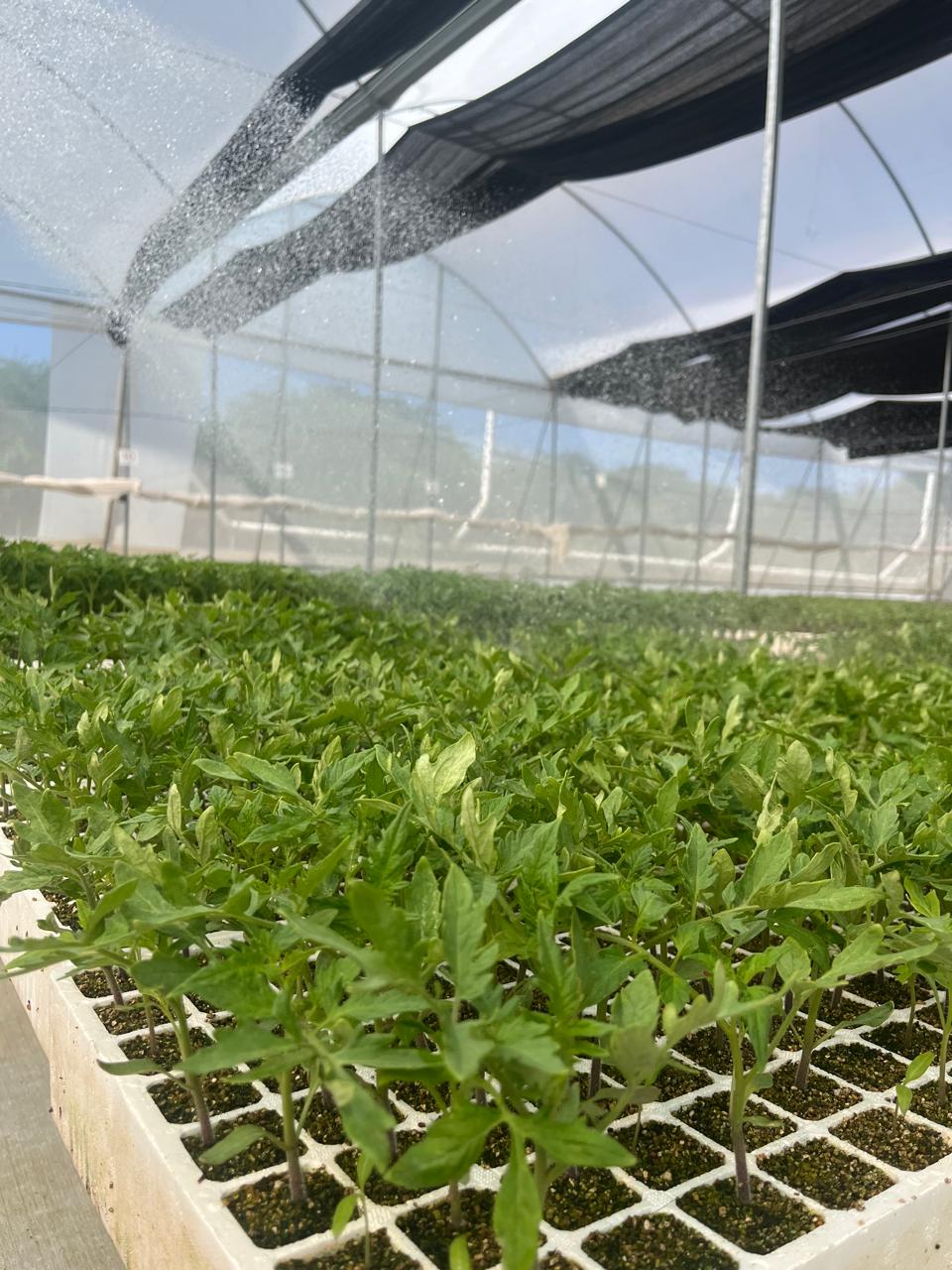 Plántulas de hortalizas